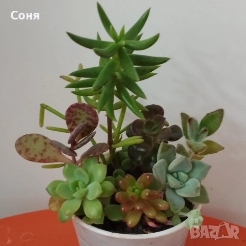 Сукуленти вкоренени микс, снимка 9 - Стайни растения - 54008928