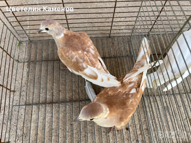 Гугтки Скумриики , снимка 2 - Гълъби - 54910494