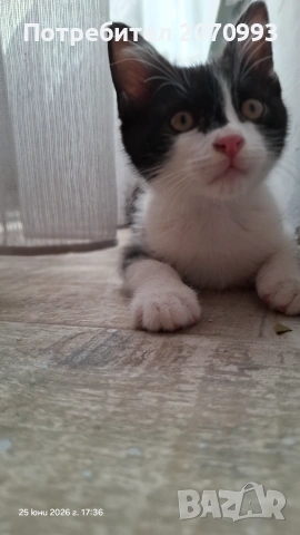 Подарявам коте, снимка 4 - Други - 55072037