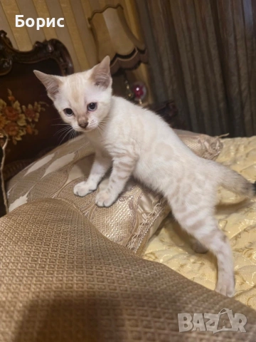 Бенгалски котета, снимка 5 - Бенгалски - 35882650
