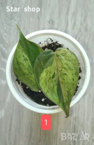 Филодендрон- Philodendron Hederaceum Variegata