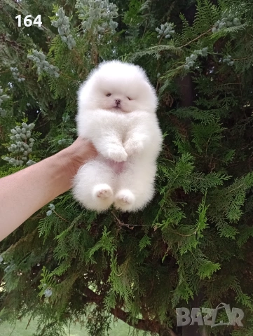 Бели мини Померани. Реални снимки !!!