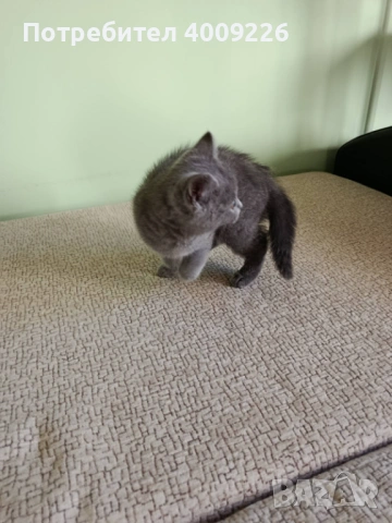 Британски котки късокосместа, снимка 3 - За котки - 54359015