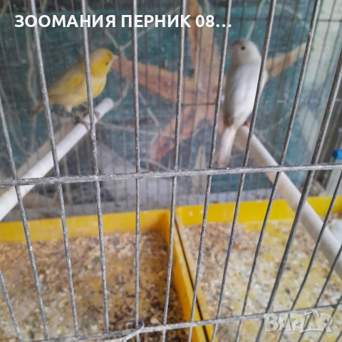 канарчета 