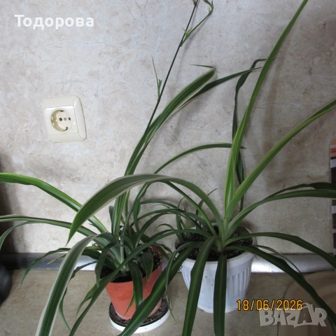 водна палма, алоe, драцена, дифенбахия, снимка 7 - Стайни растения - 52583201