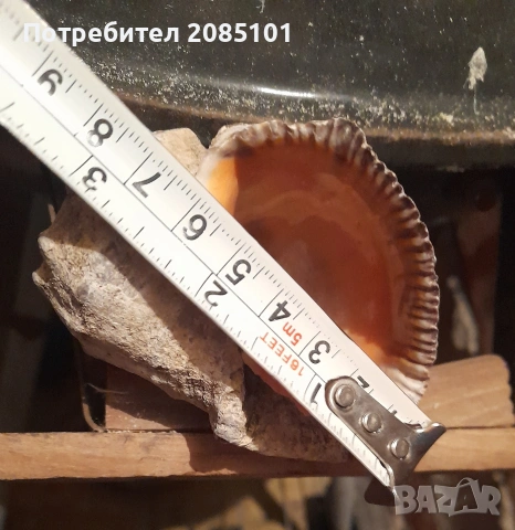 Морски рапани, снимка 4 - Други - 54126404