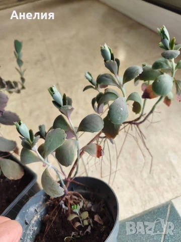 Каланхое Laxiflora със сивеещи листа, снимка 4 - Стайни растения - 54698057
