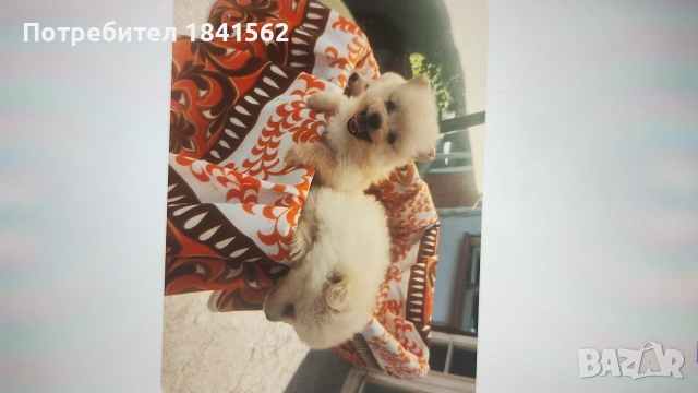 Продават се , снимка 3 - Шпиц - 55016265