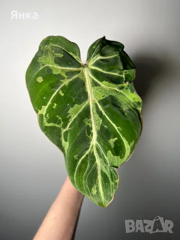 Philodendron Gloriosum Snow Leopard, снимка 2 - Стайни растения - 55322976