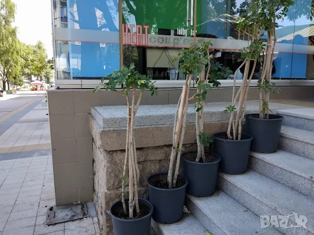 Продавам Шефлера / Schefflera 10 годишна, 170 см. височина, 10 броя