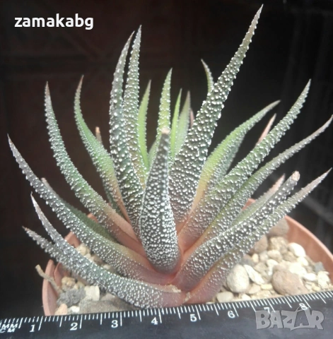 Хавортия ласита (Haworthia attenuata v. radula Haworthia Lassytha), сукулентно растение, снимка 2 - Стайни растения - 54855335