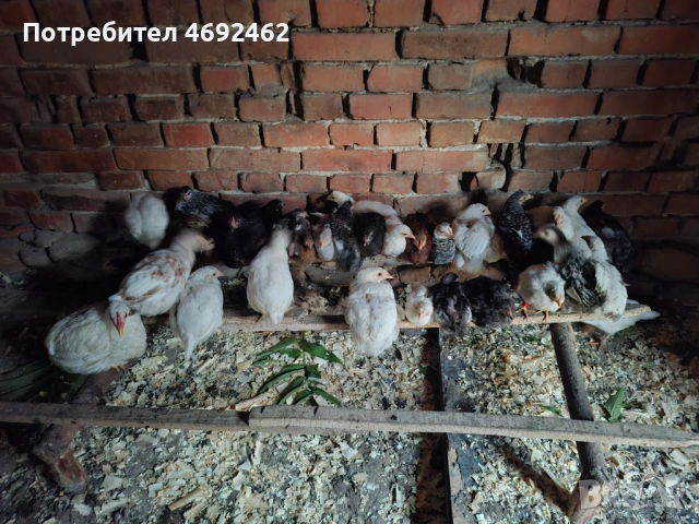 Ярки на различни възрасти, снимка 3 - Кокошки и пуйки - 54839881