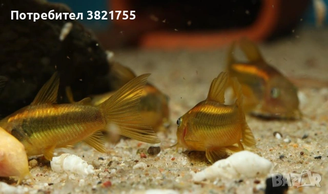 Сомче, сомче corydoras gold laser, gold stripe, снимка 13 - Рибки - 55245469
