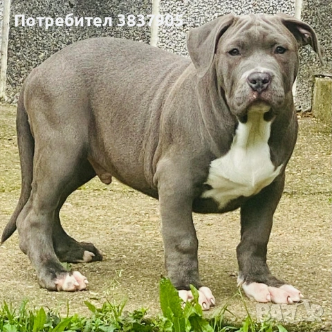 Американско були ХЛ