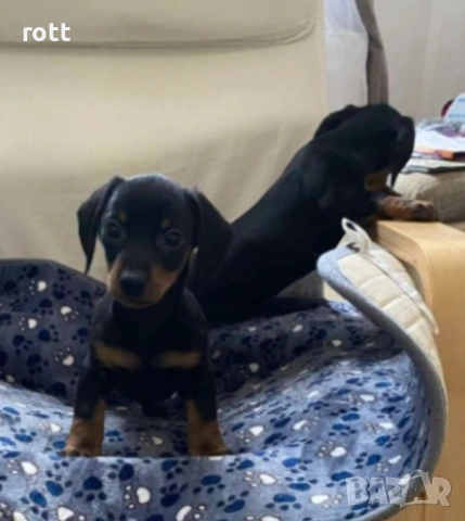 Мини Дакели