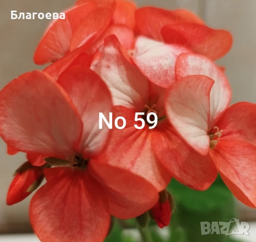 Мушкато 