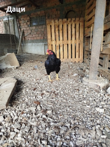 Свободно Петле - Корниш, снимка 3 - други­ - 54224697