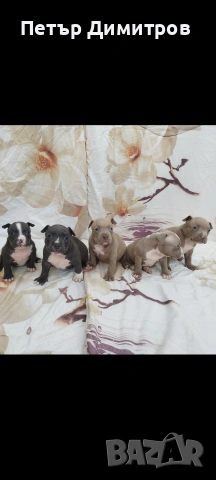 американско були покет , снимка 7 - Други - 54234473