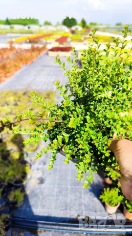 Лоницера, Lonicera nitida Elegant, снимка 7 - Градински цветя и растения - 54512616