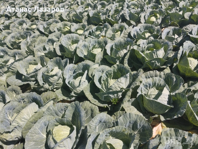 Продавам Ранно Зеле-Конкърър, снимка 2 - Домашни продукти - 54527656