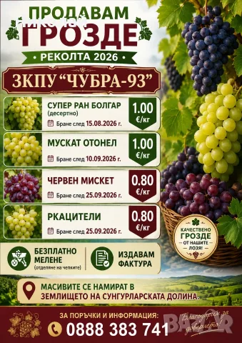 ГРОЗДЕ ЗА ВИНО И РАКИЯ 