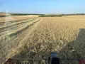 Продавам Бали просо реколта 2026, снимка 2