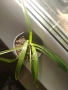 Хлорофитум (Spider plant) младо растение , снимка 2