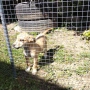  dog for adoption.Търсим осиновител на малко женско куче, снимка 1