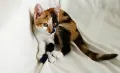 Подарявам малко котенце/ Kleine Katze zu verschenken, снимка 1