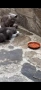 Британски котки, снимка 2