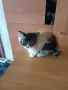 Подарявам малки котенца на 2 месеца , снимка 4