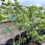 Ficus carica Turca (Турска смокиня), снимка 3