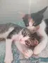 Подарявам добри котета,на добри хора., снимка 2