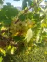 Продавам грозде🍇, снимка 2