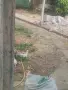 продавам 4 бели ангорски котенца, снимка 6