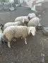 4 мъжки агнета___, снимка 4