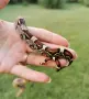 Boa constrictor imperator /боа/змия, снимка 6