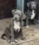 Amerikan bully Xl Американско були хл, снимка 2