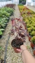 Японски Клен, Аcer palmatum Аtropurpureum, снимка 6