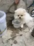 Мини госпожица с две ваксини и чип, снимка 2