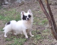 Чихуахуа Бяло със синьо, снимка 1