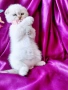 Скоттиш Фолд със сини очи , снимка 5
