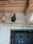 продавам гълъби, снимка 6