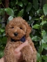 Той пудел/Toy poodle/Чистокръвни той пуделчета (черни и ред/априкот), снимка 6