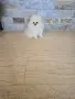 Мини Померан момче , снимка 1