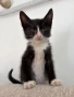 МЪЖКО КОТЕНЦЕ Търси дом, снимка 5