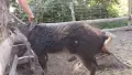 Продават се прасенца или отделни животни!, снимка 5