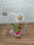 6 растения +отстъпка и подарък, снимка 7
