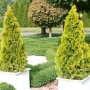 Туя Златен Смарагд, Thuja Occidentalis Golden Smaragd, студоустойчива!!, снимка 1