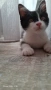 Подарявам коте, снимка 4